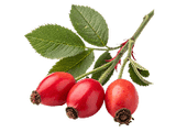 Rose Musquée