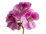Géranium